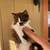 Young cats 3 thumbnail