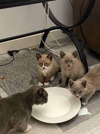 Siamese Four kittens (San Diego)63831052717187121