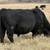 Black Angus Bull 2 thumbnail