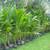 COCONUT TREES 6 to 7 feet high 2 thumbnail