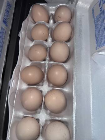 Ayam Cemani hatching eggs 1