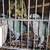 Pair of Quaker parrots needing a new perch 1 thumbnail