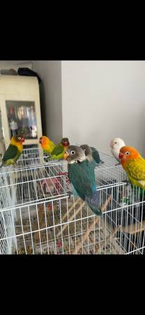 Rehoming love. Birds63923588165763121