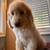 Standard F2B Goldendoodles 4 thumbnail