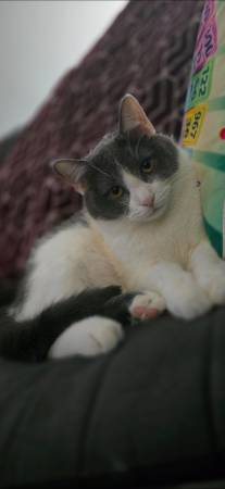 CAT / KITTEN (Cleveland)63871911181955120