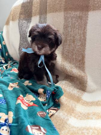 Schnauzers en miniatura606240702160578567