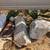 Landscaping Boulders/ Rock decor 5 thumbnail