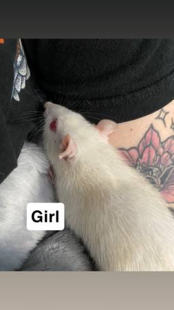 Rehoming pet rats (Titusville)63867089539331122