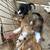 Papillion/chihuahua mix & chihuahua/dashhound mix 14 thumbnail