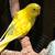 PARAKEETS - all colors 3 thumbnail