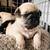 Pug puppies 15 thumbnail