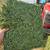 Quality Alfalfa Hay 1 thumbnail