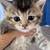 kittens 1 thumbnail