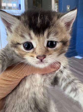 kittens 1