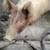 Pigs 3 thumbnail