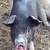 Feeder pigs 1 thumbnail