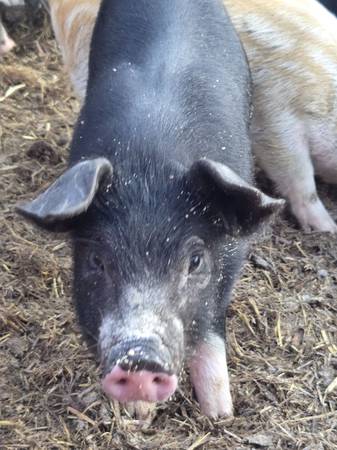 Feeder pigs 1