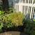 Three free evergreen bushes 1 thumbnail