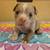 Adorable American Pocket Bully Puppies 2 thumbnail