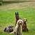 Premium, Active Dog Boarding for Working Breeds & High-Energy Dogs 2 thumbnail