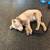 Silver Labrador Stud Service 3 thumbnail