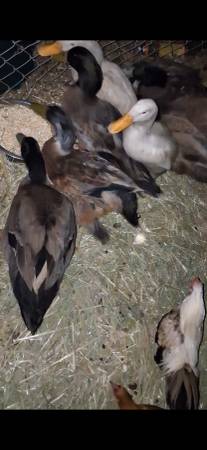 Ducks 1