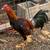 Rooster -  Asil, Thai, Ganoi roosters and hens (Gallos) 2 thumbnail