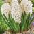 Hyacinth Flowering Bulbs Rooted In 1 Gallon Ceramic Pot 6 thumbnail