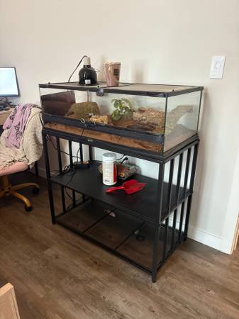 Serpiente de maíz de 4 años (Houston)63859315890433123