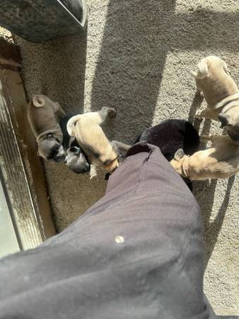 Pug (Las Vegas)63860183024131123
