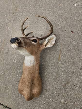 8 point white tail buck wallmount - $12562971057122433122