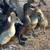 Ducks 3 thumbnail