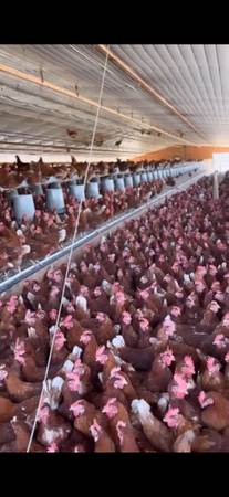 Red laying hens meat birds 1