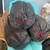 (2) Coleman Sleeping Bags 1 thumbnail