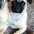Rehoming 8 month old Pug Mix! Fully vaccinated! 9 thumbnail