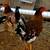 Roosters 7 thumbnail