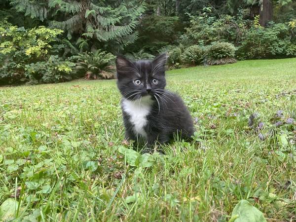 Kittens ready for a loving home (Bothell)63697527154049124