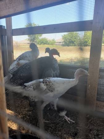 Rehoming turkeys Peacocks quail chickens rabbits snake geckos finches (Temple)63898901903875121