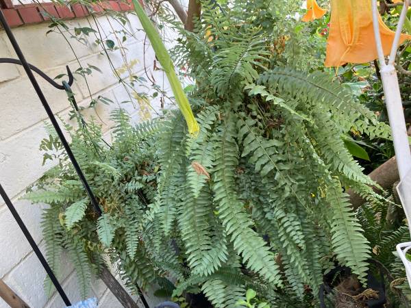 Hanging ferns and yard landscaping fern 1
