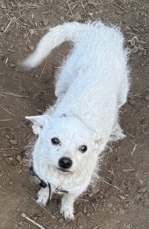 Perdido el 16 de octubre. Pequeño perro hembra todo blanco, tipo terrier/mezcla. (Happy Valley)64220357520515120