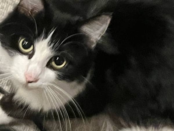 Lost long hair tux cat (Sammamish)64211679593730122