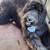 Sheepadoodle 1 thumbnail