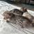 Savannah kitten 12 thumbnail
