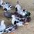 Bantam Call Ducks 4 thumbnail