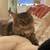 Miko (Female Spayed) 4 thumbnail