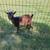 Registered Nigerian dwarf goat doe buck doeling 2 thumbnail