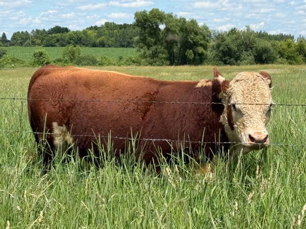 2 yr Polled Hereford Bulls 1