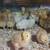 Baby chicks 4 thumbnail