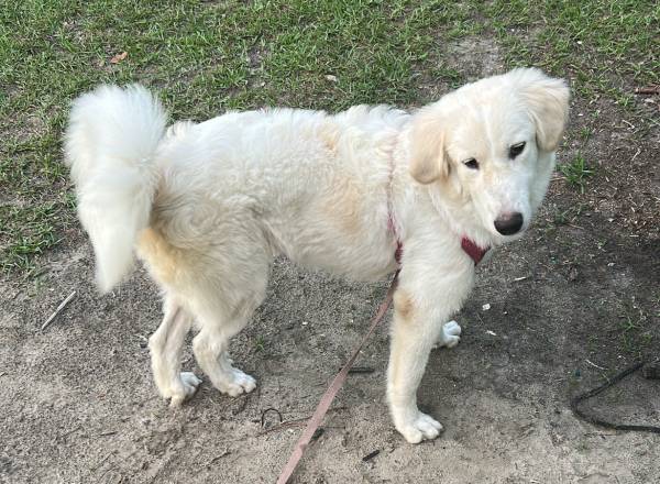 11 month old great pyrenees (Savannah)64146955086979120