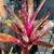 Bromeliads - cold hardy tropical plants 6 thumbnail